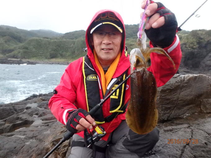 秋田県沿岸のアオリイカ