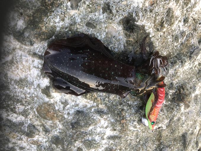 釣果情報 デュエルマガジン