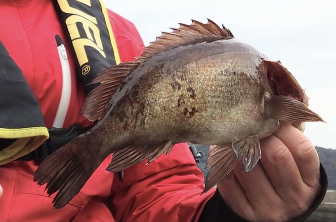 熊本県天草 芦北地方のメバル