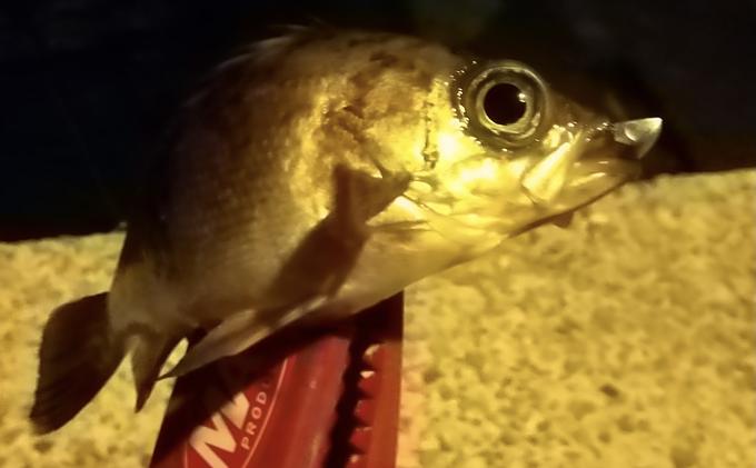 熊本県天草 芦北地方のメバル