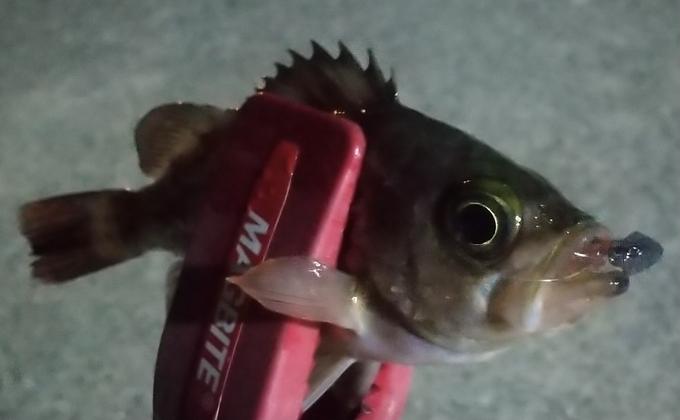 釣果情報 デュエルマガジン