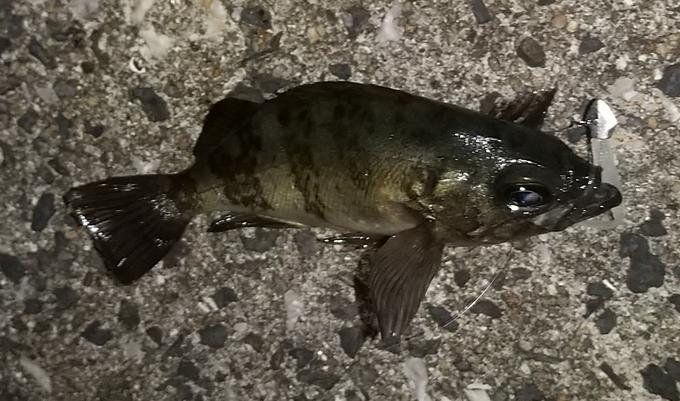 釣果情報 デュエルマガジン